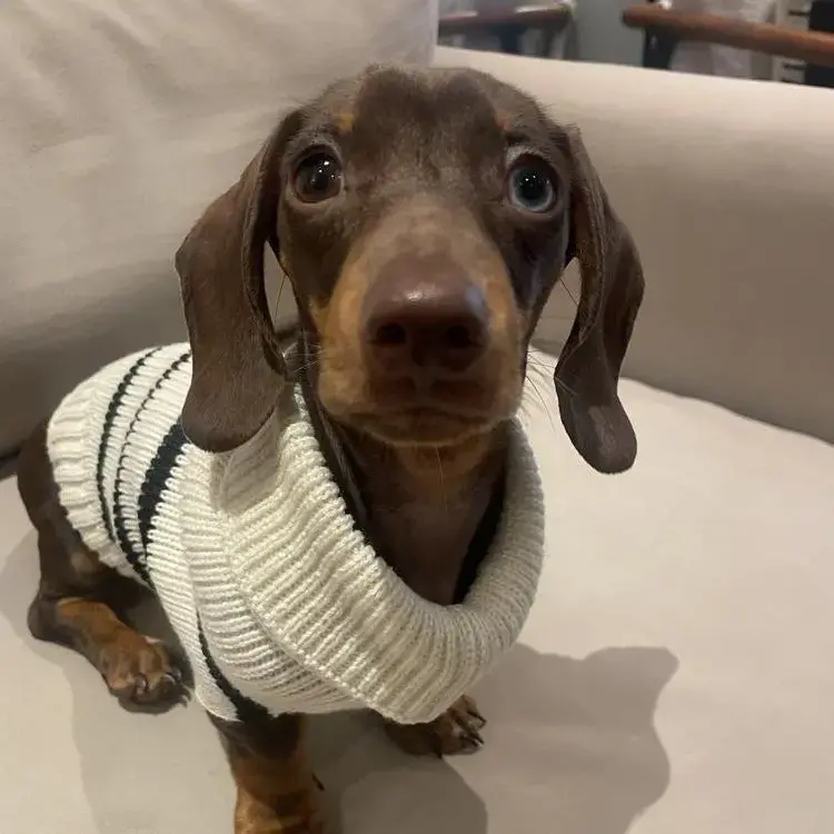 Dachshund (Miniature Smooth-Haired)