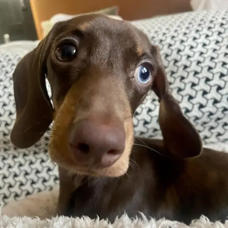 Dachshund (Miniature Smooth-Haired)