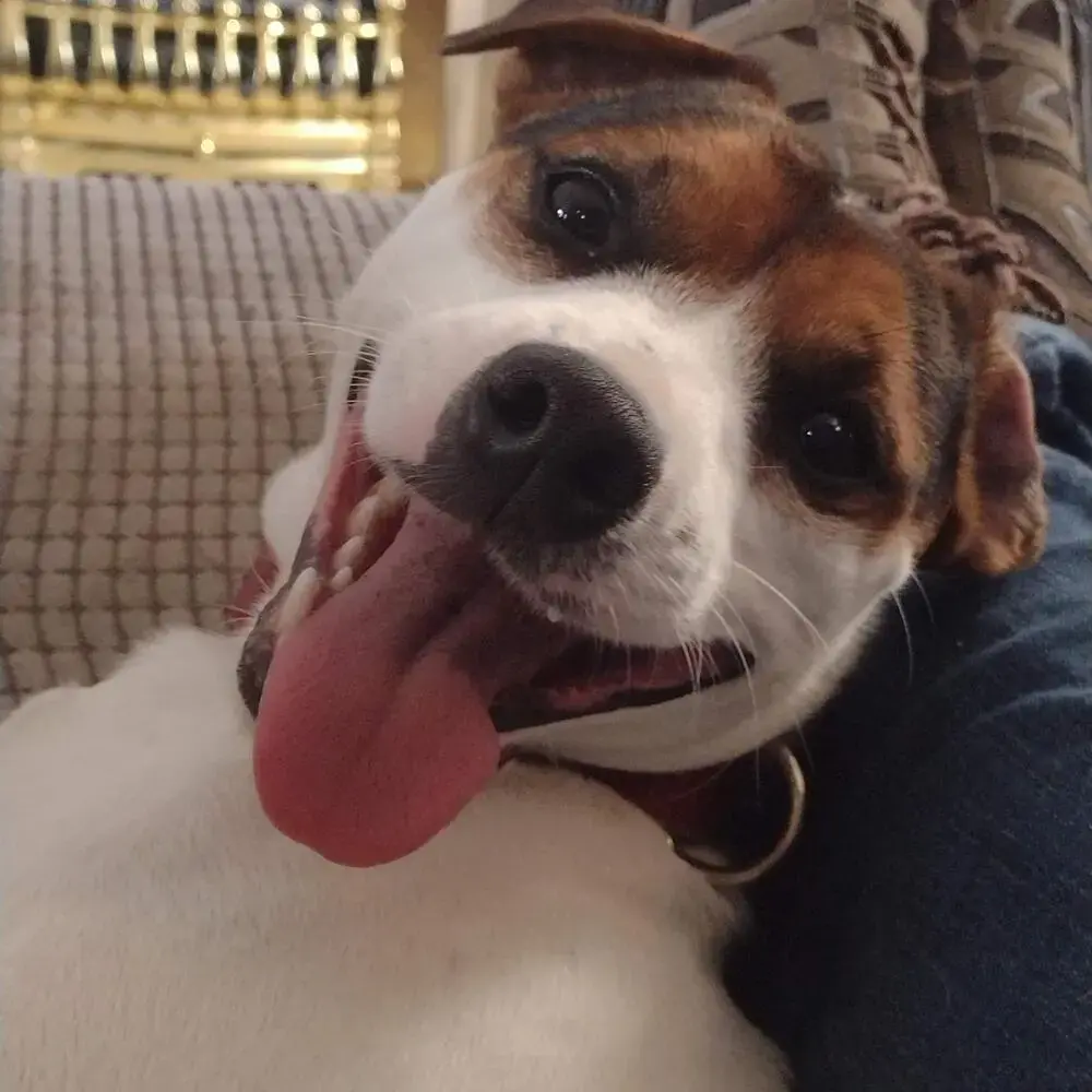 Jack Russell Terrier