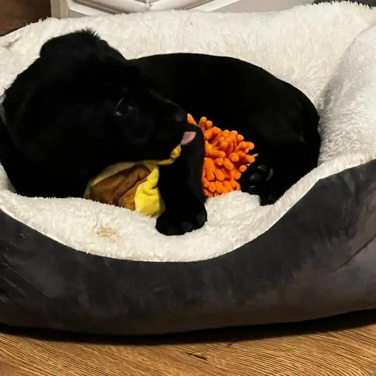 Labrador Retriever