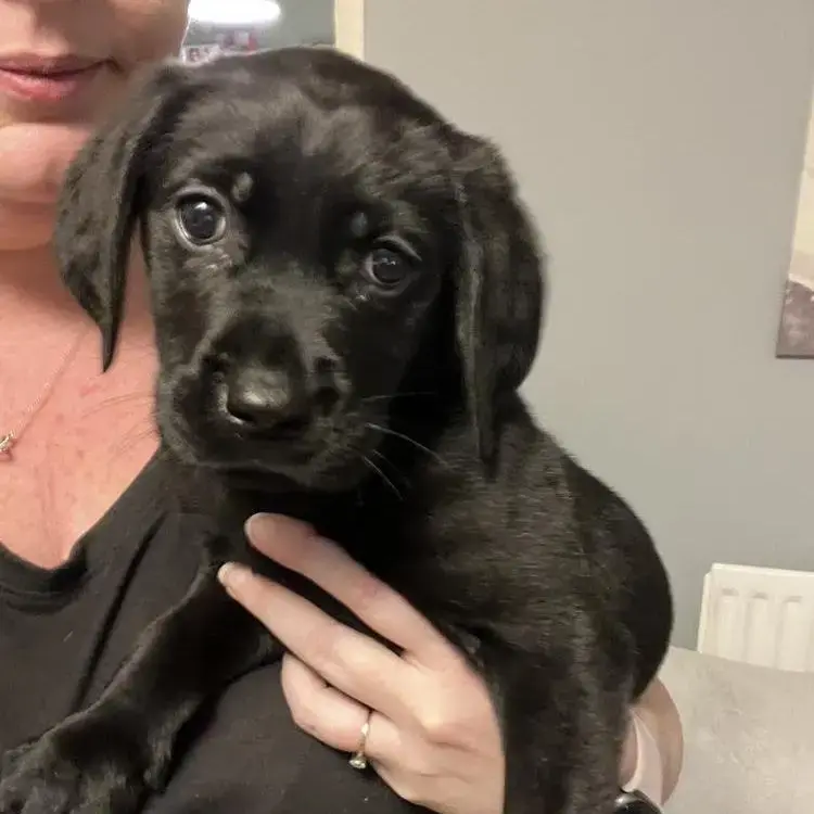 Labrador Retriever