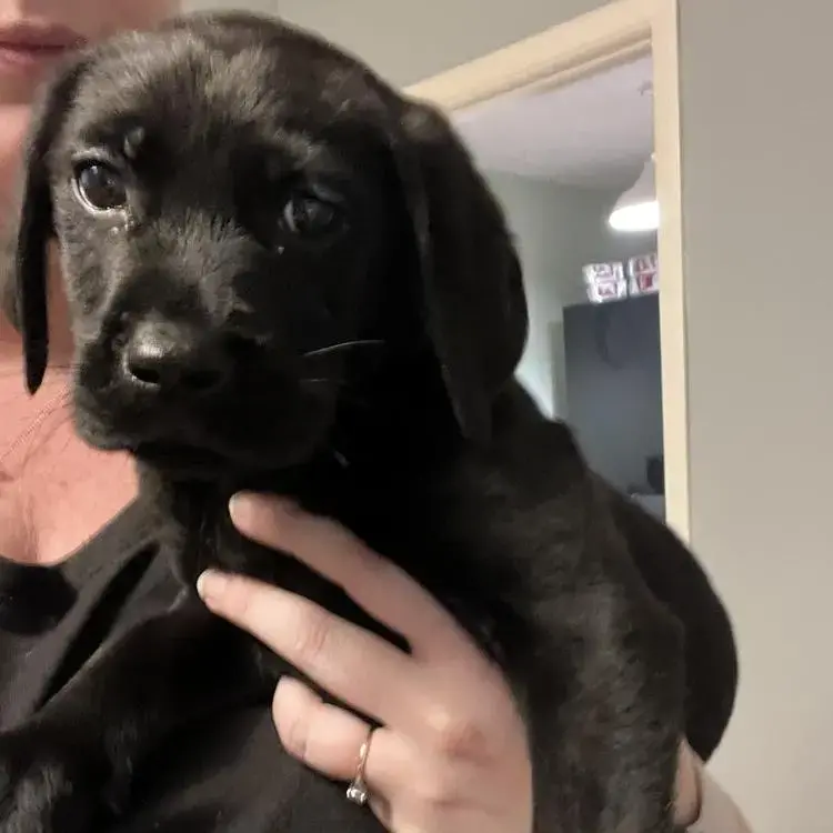 Labrador Retriever