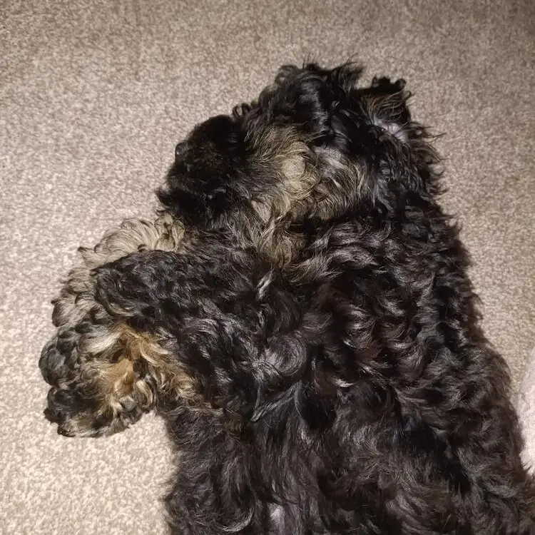 Cockapoo