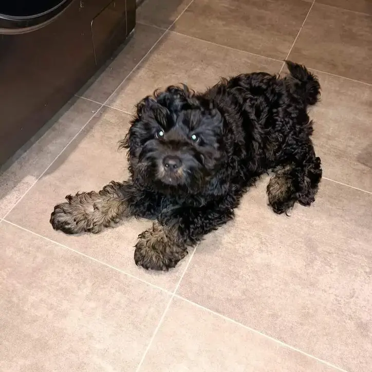 Cockapoo
