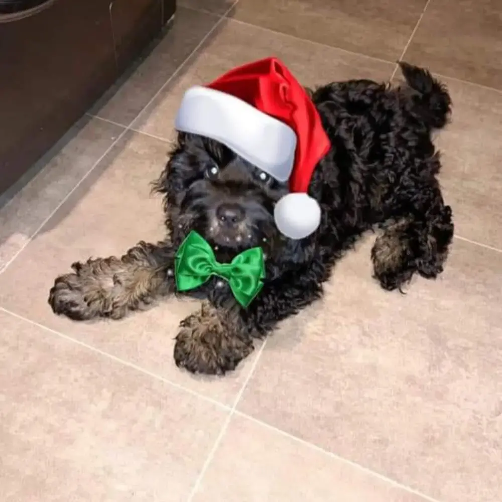Cockapoo