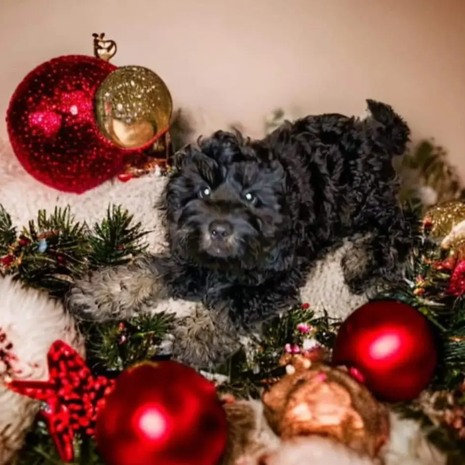Cockapoo
