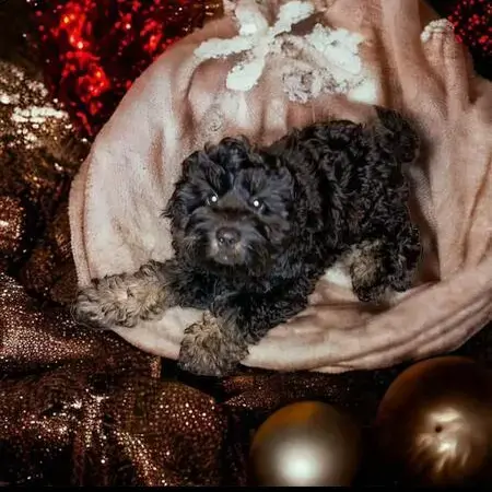 Cockapoo