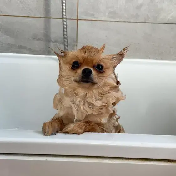 Pomeranian