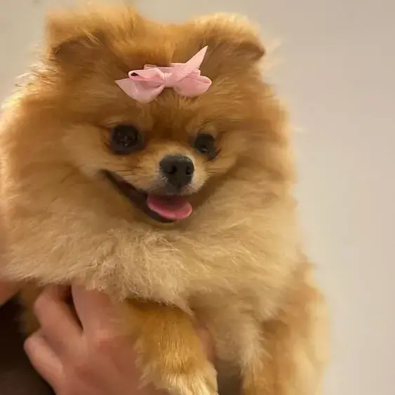 Pomeranian