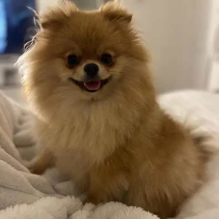 Pomeranian