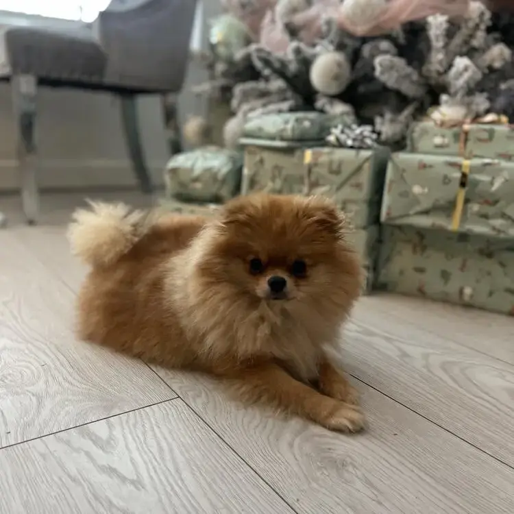 Pomeranian