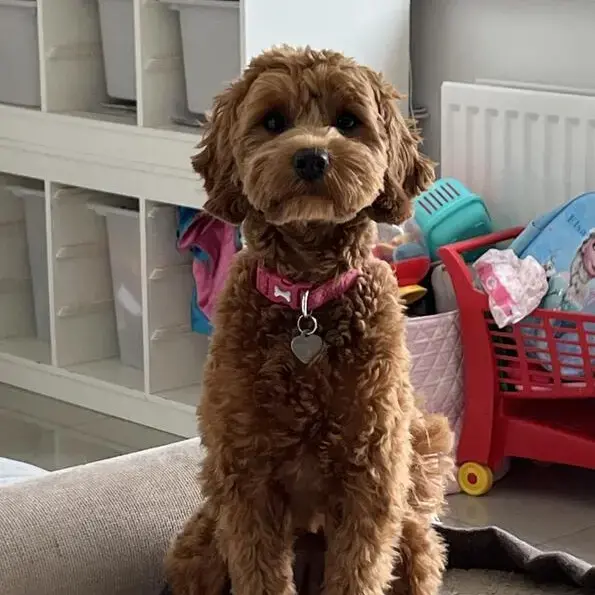 Cavapoo