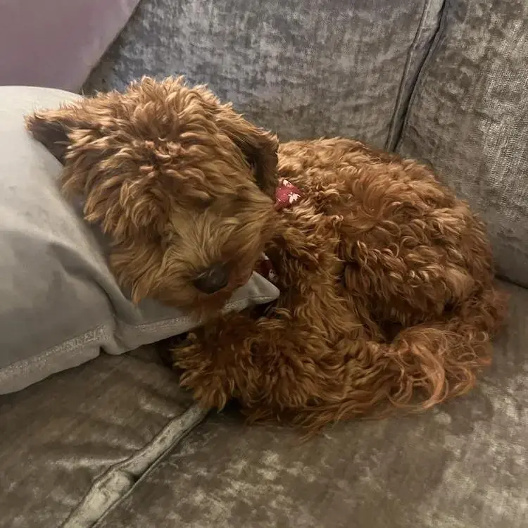 Cavapoo