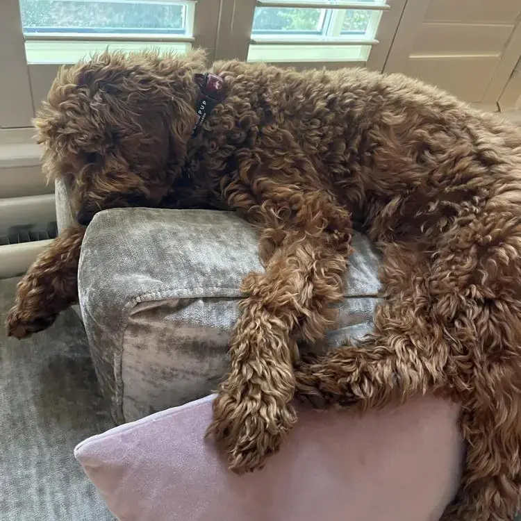 Cavapoo