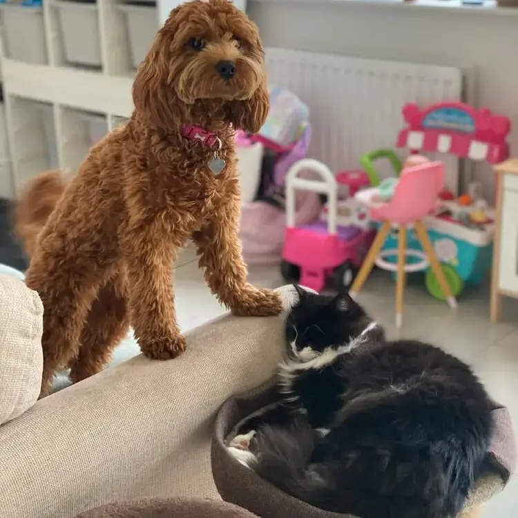 Cavapoo