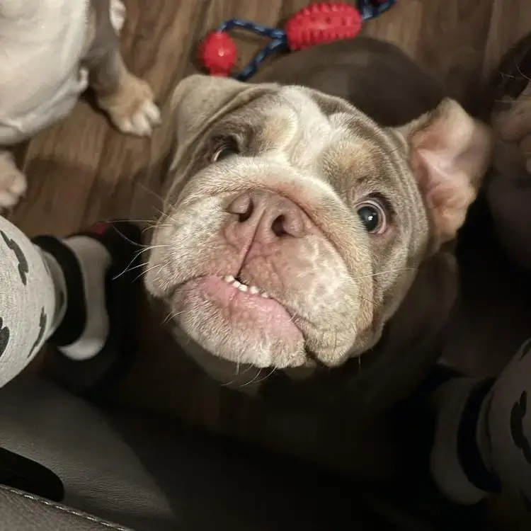 Bulldog