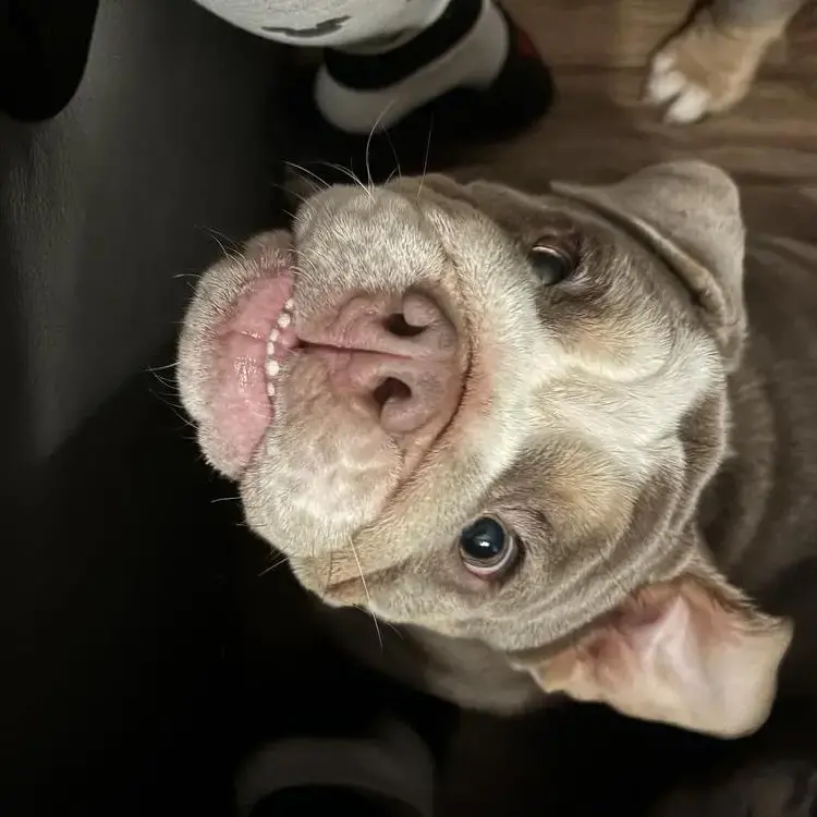 Bulldog