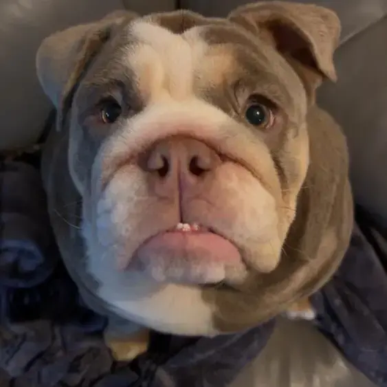 Bulldog