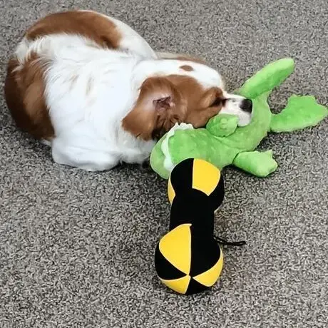 King Charles Spaniel