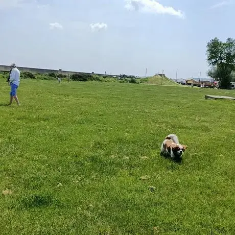 King Charles Spaniel