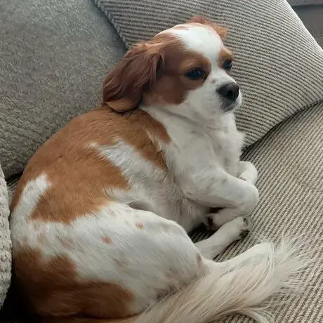 King Charles Spaniel