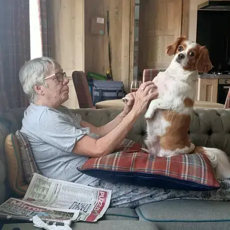 King Charles Spaniel