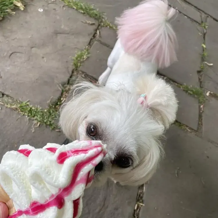 Lhasa Apso