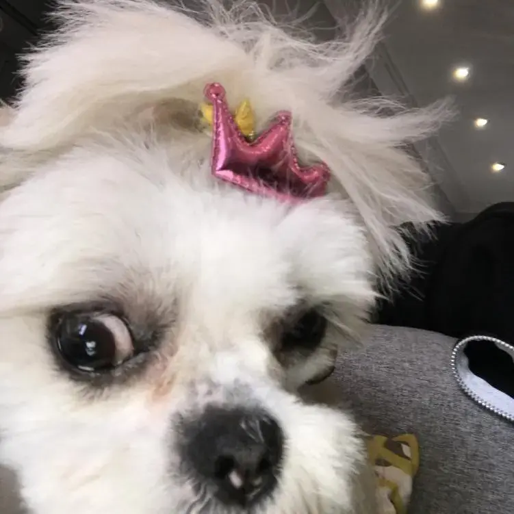 Lhasa Apso