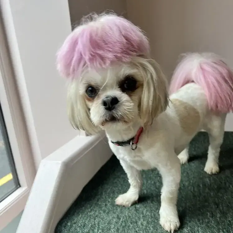 Lhasa Apso