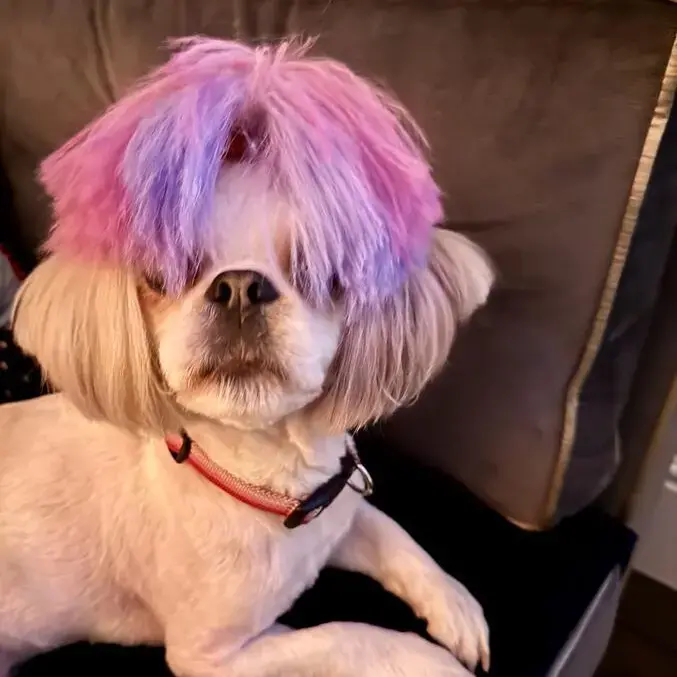 Lhasa Apso