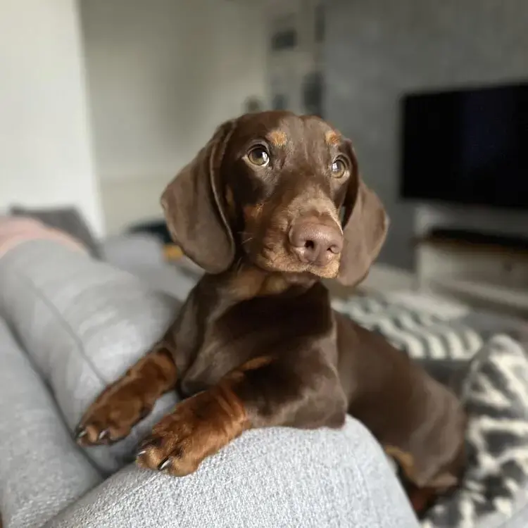 Dachshund (Miniature Smooth-Haired)