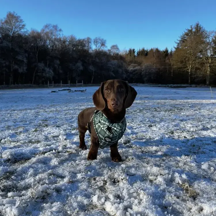 Dachshund (Miniature Smooth-Haired)