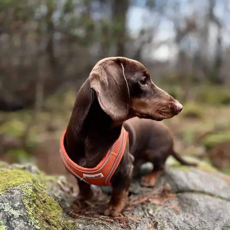 Dachshund (Miniature Smooth-Haired)