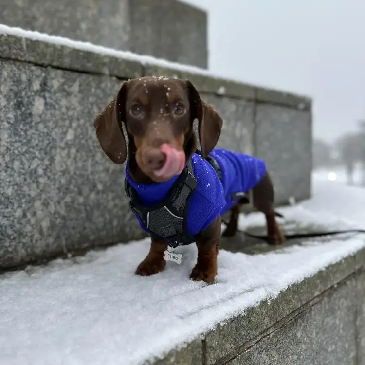 Dachshund (Miniature Smooth-Haired)