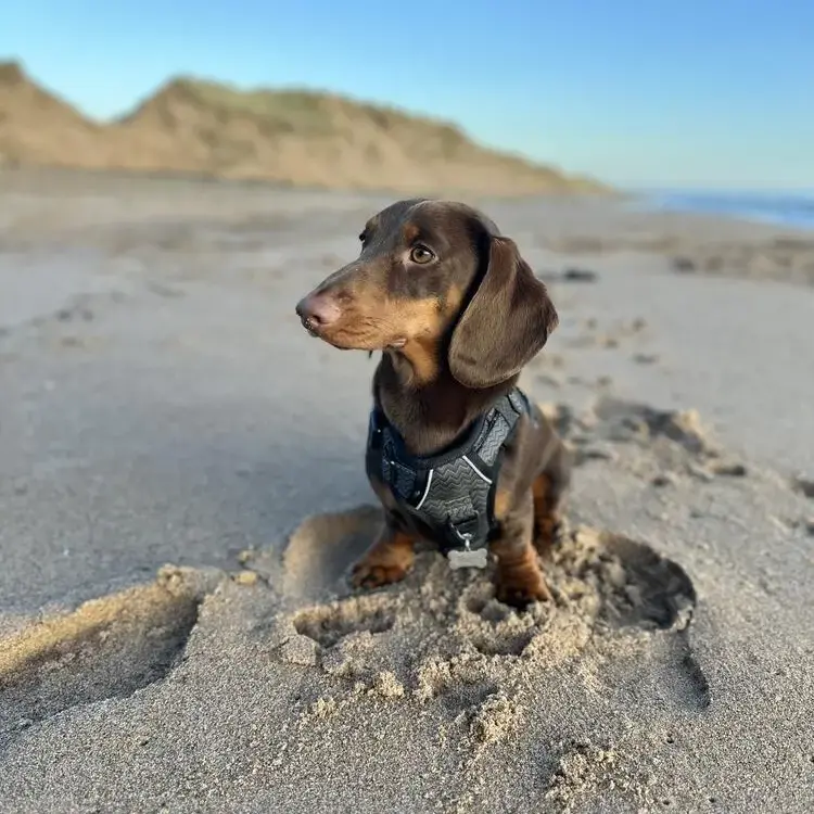 Dachshund (Miniature Smooth-Haired)