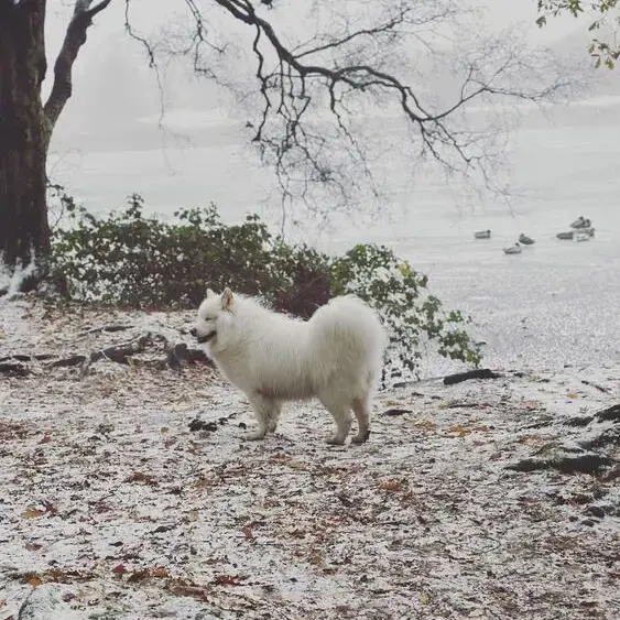 Samoyed