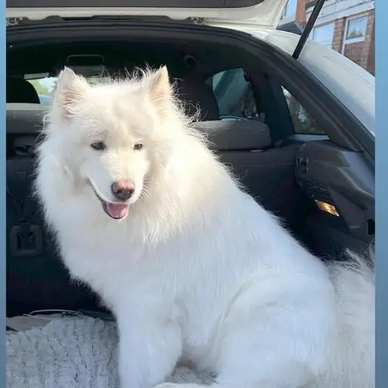 Samoyed