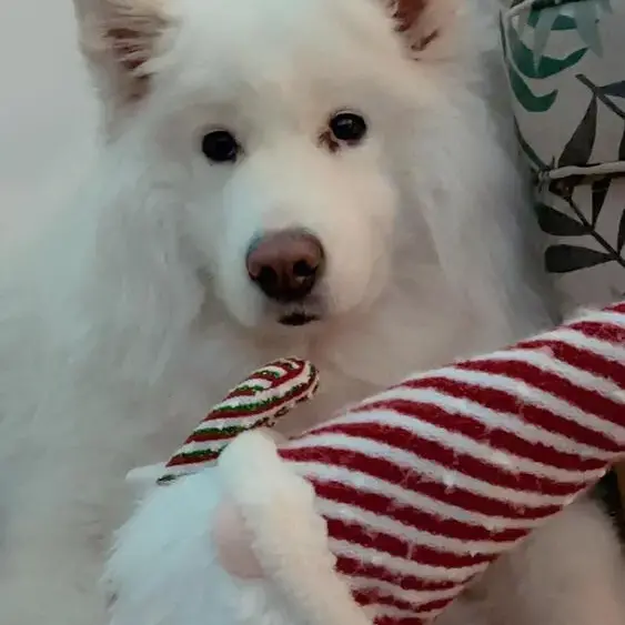 Samoyed