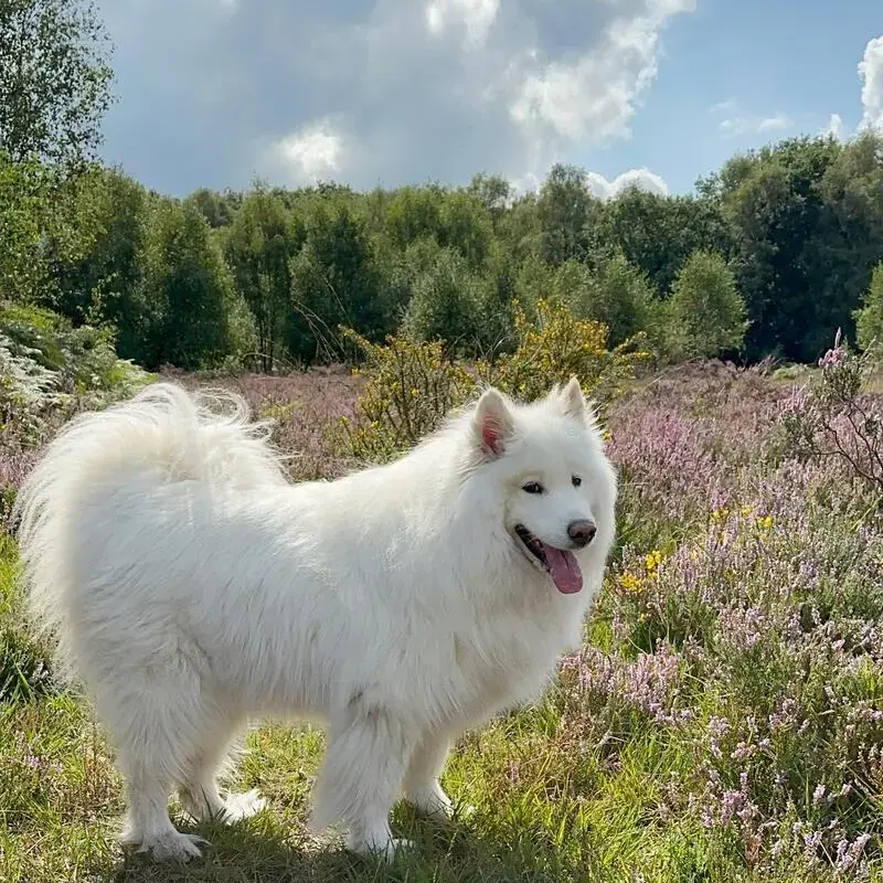 Samoyed