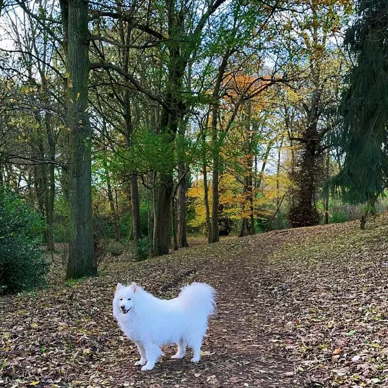 Samoyed