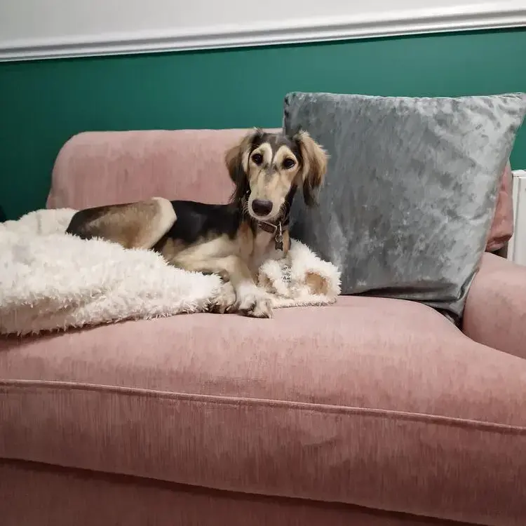 Saluki