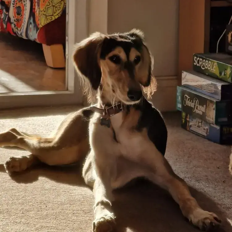 Saluki
