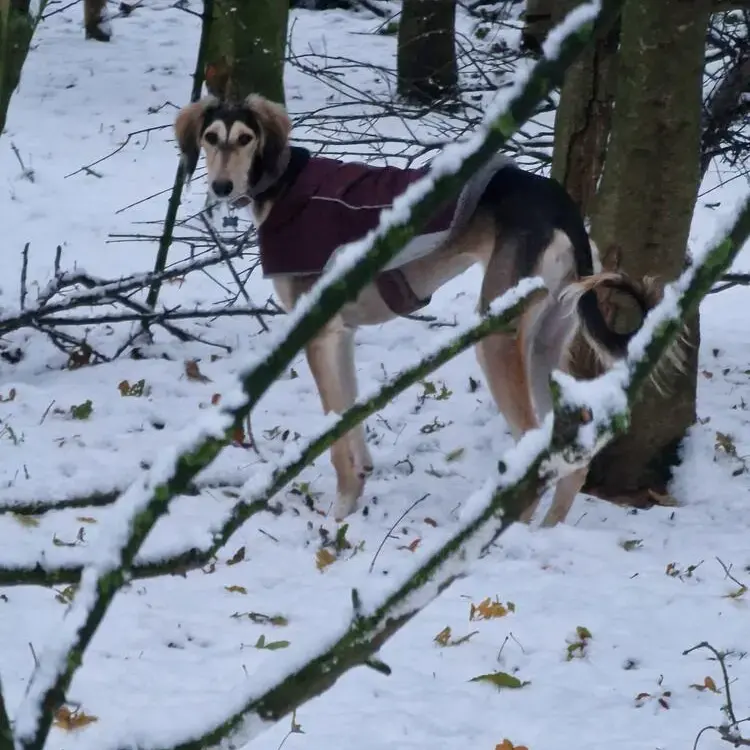 Saluki