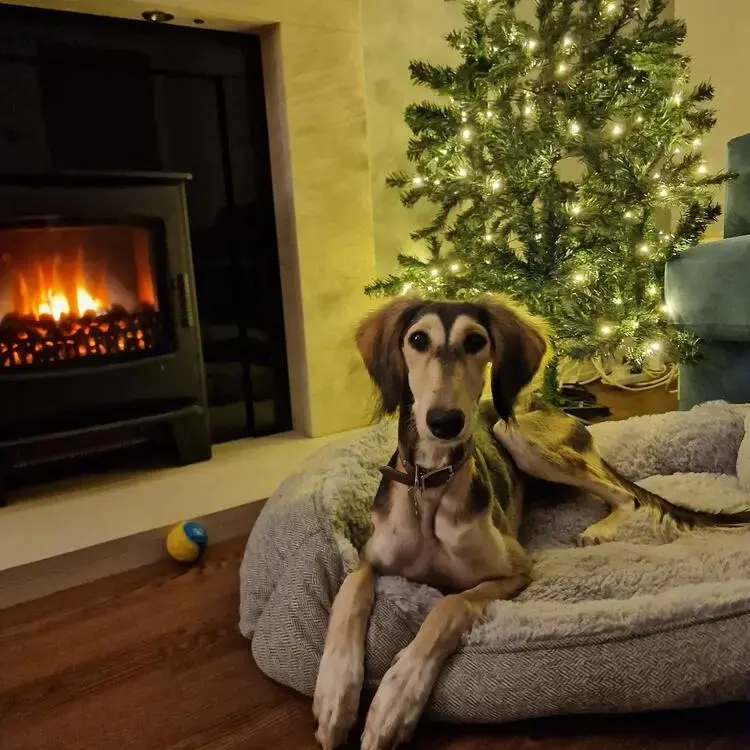 Saluki