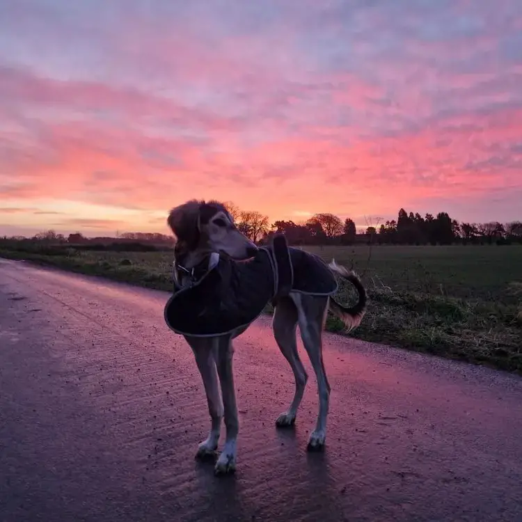 Saluki