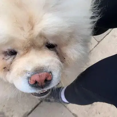 Chow Chow