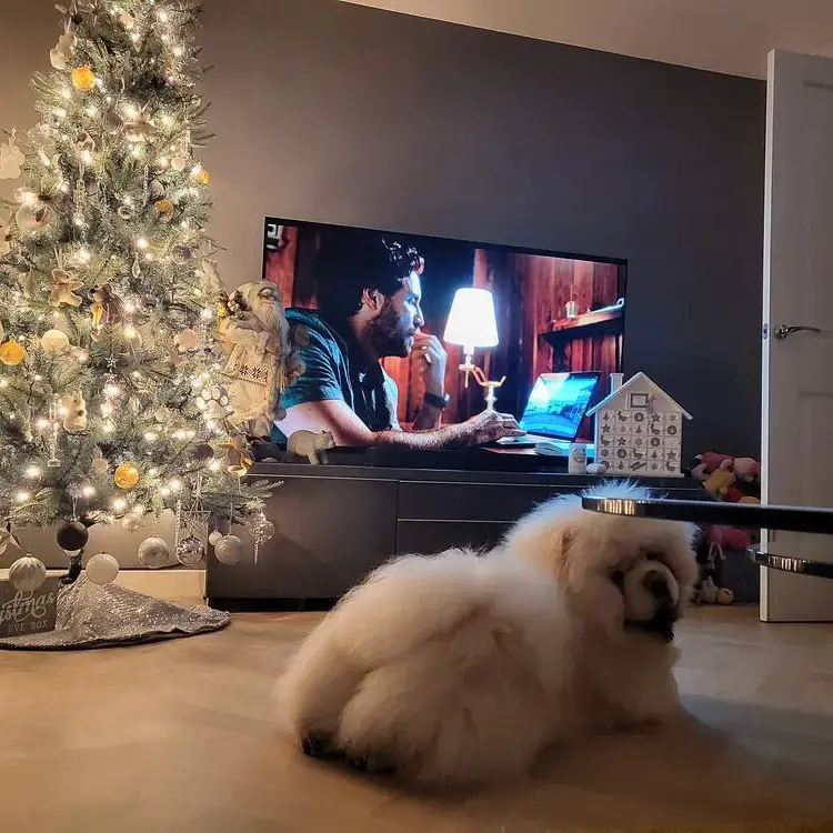 Chow Chow