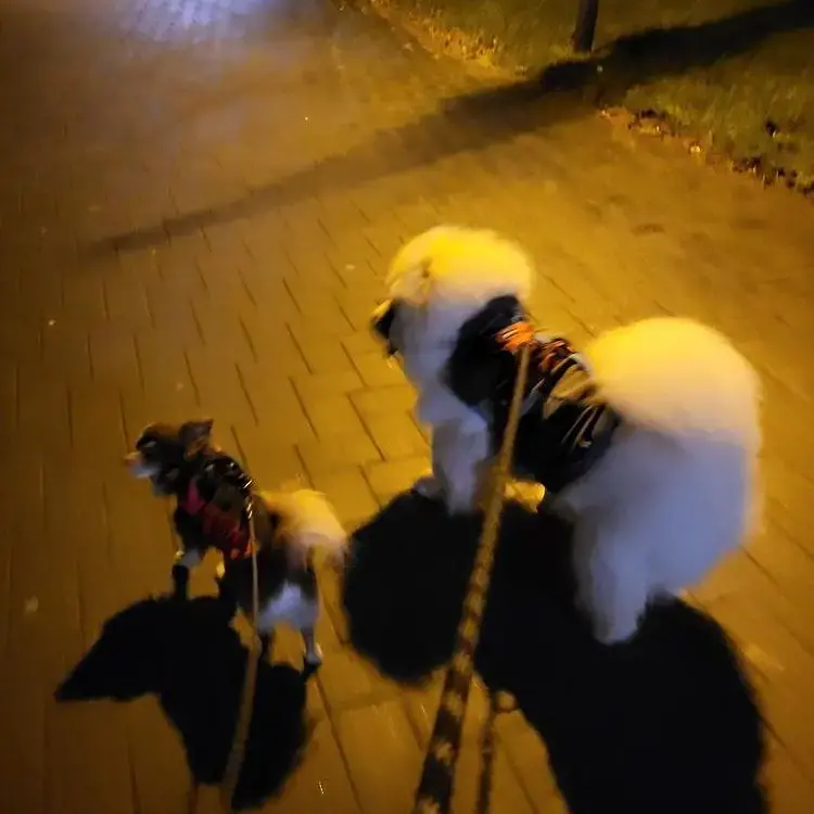 Chow Chow