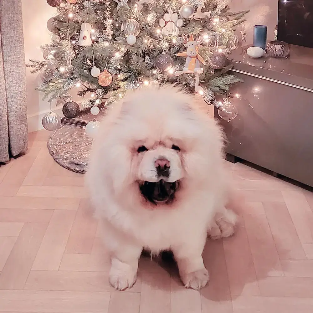 Chow Chow