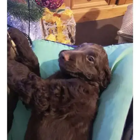 Cocker Spaniel (English)